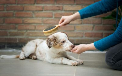 Brossage chien : Apprendre à son chien à rester tranquille lors du brossage