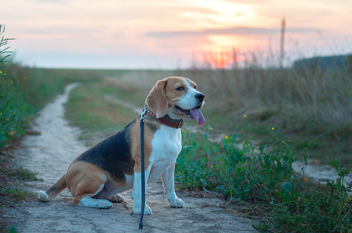 Découvrez comment répondre aux besoins physiques et psychiques de votre chien pour assurer son bien-être optimal