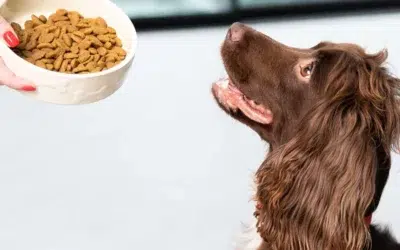 L’alimentation quelle croquette données pour le chien