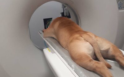 Combien coute un scanner pour chien ?