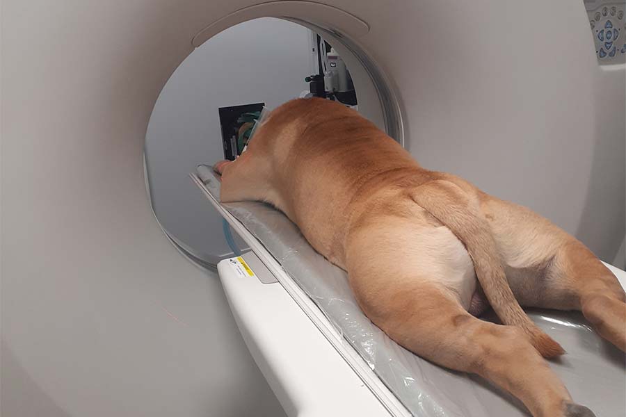 Combien coûte un scanner pour chien ?