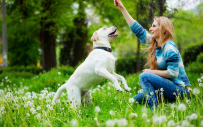 Combien de temps jouer avec son chien ?