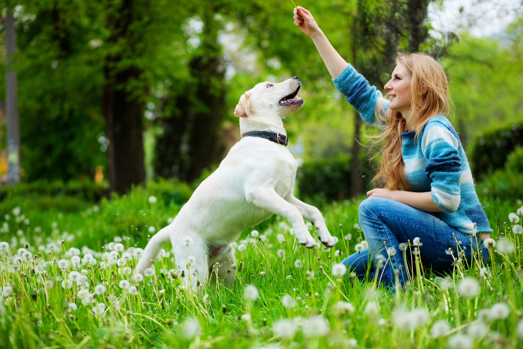 jouer avec son chien